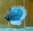 /album/photo-gallery-photogallery/blue-butterfly-halfmoon-betta-fish-1-jpg/